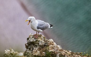 Image showing The European Herring Gull on the Etretat Cliffs