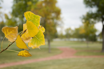 Image showing Fall time