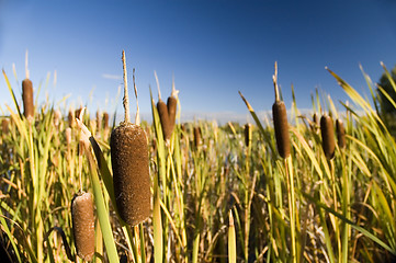 Image showing Cattail