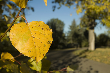 Image showing Autumn leaf