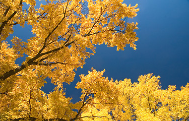 Image showing Autumn Elms 1