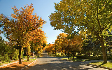 Image showing Autumn Trees 1