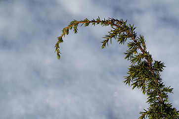 Image showing Juniper twig