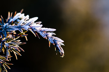 Image showing Frozen juniper twig