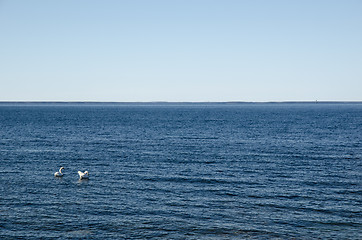 Image showing Swan couple in blue water