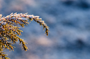 Image showing Frosty juniper