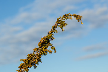 Image showing Green juniper berries