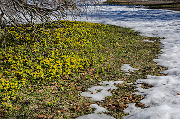 Image showing Winter aconites