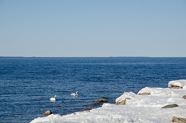 Image showing Mute swans in early springtime