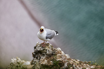 Image showing The European Herring Gull on the Etretat Cliffs