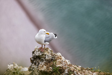 Image showing The European Herring Gull on the Etretat Cliffs