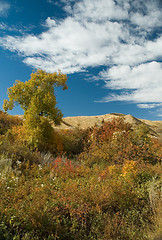 Image showing Fall colors