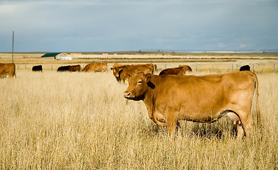 Image showing Bovine milk cow