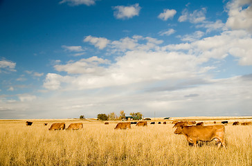 Image showing Bovine milk cows