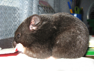 Image showing Small grey and nice hamster