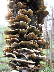 Image showing mushrooms growing on the tree
