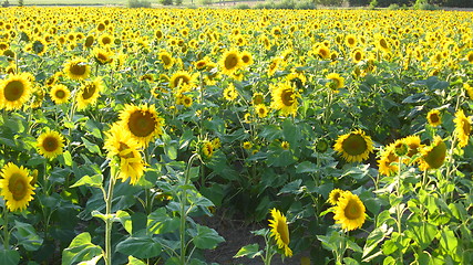 Image showing Field with sunflowers