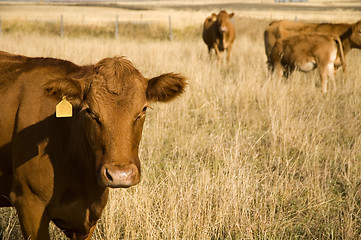 Image showing Bovine milk cow