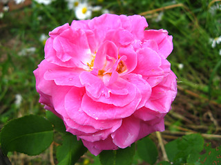 Image showing a beautiful flower of red rose