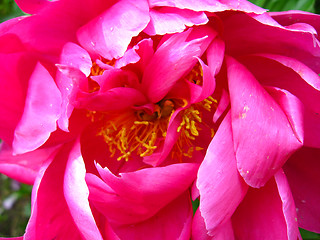 Image showing the pink flower of peony