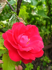 Image showing a beautiful flower of red rose