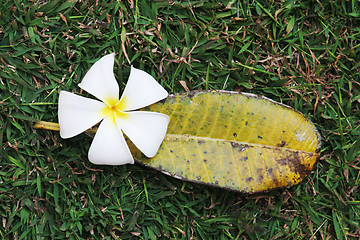 Image showing Fragapani flower