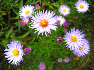 Image showing flowers of blue beautiful aster