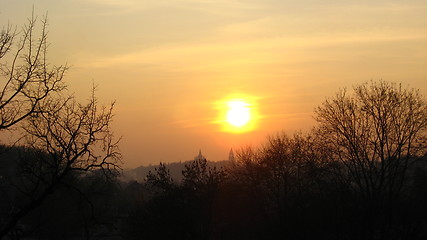 Image showing Branch of tree on a background of beautiful decline