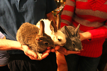 Image showing brood of three rabbits in the hands