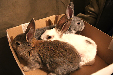 Image showing brood of three rabbits in the box