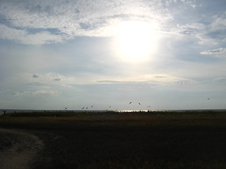 Image showing Evening landscape with clouds and birds