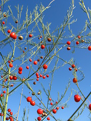 Image showing Beautiful plant of asparagus officinalis