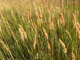 Image showing Thrickets of high green grass