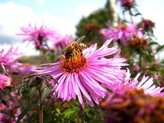 Image showing bees sitting on the asters