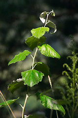 Image showing Rattlertree (Populus alba)