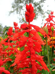 Image showing Beautiful fed flowers of salvia