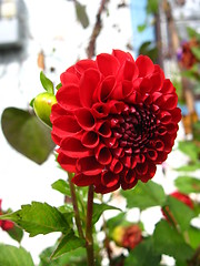 Image showing beautiful flower of red Dahlia