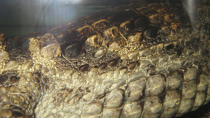 Image showing crocodile leather