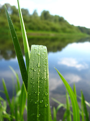 Image showing Dewdrop on a green blade near river