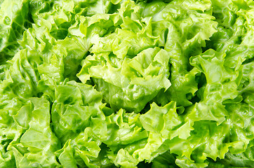 Image showing Texture and background of spring green lettuce leaves