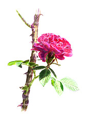 Image showing Red rose on a rosebush branch. Isolated.