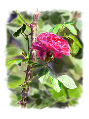 Image showing Red rose on a rosebush branch. With background.