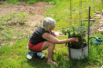 Image showing Tomato garden.