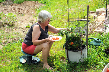 Image showing Tomato garden.