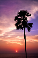 Image showing Sunset with palm