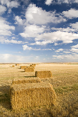 Image showing Square hay bales
