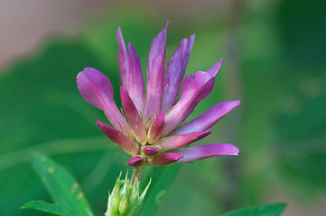 Image showing Clover flower