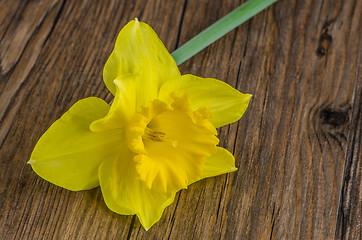 Image showing Jonquil flower