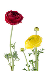 Image showing Eustoma flowers