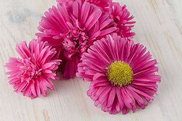 Image showing Pink daisy flowers